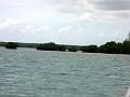 25 - Mangrove 044